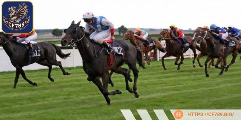 Cá cược trúng đích mang lại phần thưởng lớn nếu đoán đúng