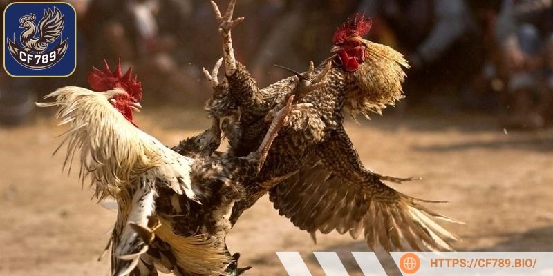 Lựa chọn chiến kê phù hợp là yếu tố quan trọng hàng đầu