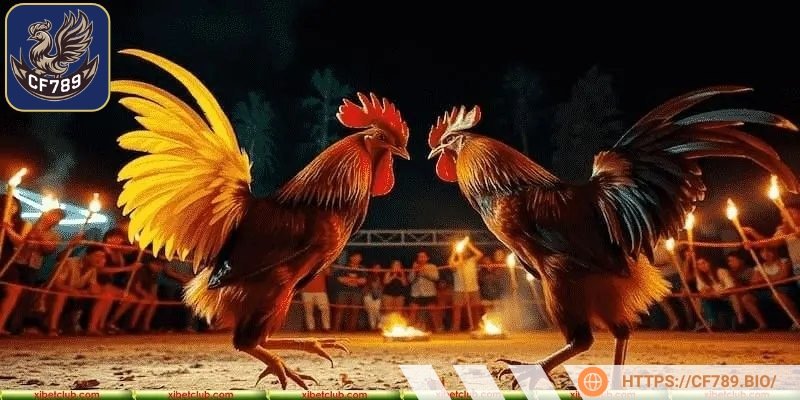 Gắn cựa sắt đúng vị trí, an toàn cho chiến kê