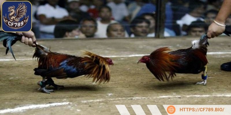 Không đặt cược vượt quá khả năng tài chính của mình