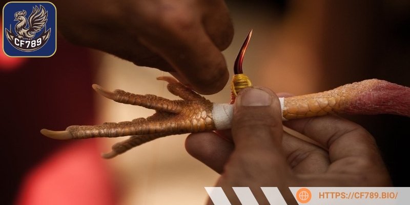 Đá gà cựa sắt kịch tính, hấp dẫn với các trận đấu