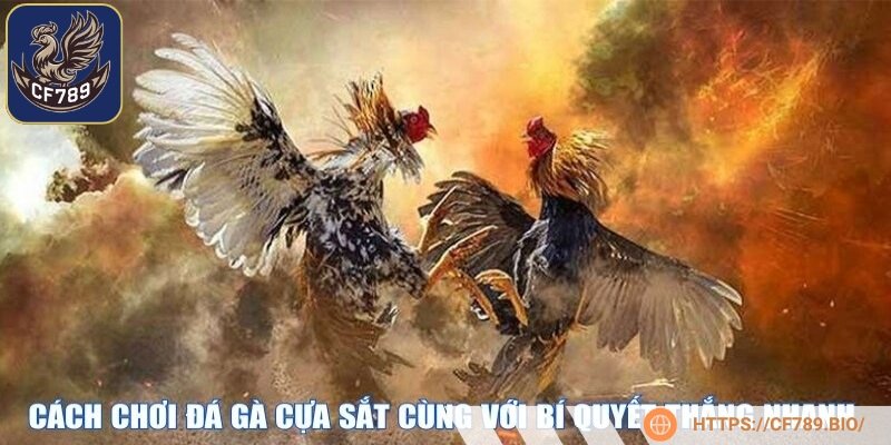 Ghi nhớ các mẹo giúp người chơi cá cược chính xác