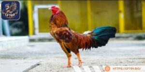 Hai hình thức chơi phổ biến là trực tiếp và trực tuyến