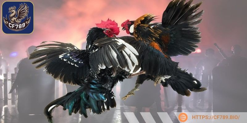 Quản lý tài chính là mẹo chơi chọi gà khôn ngoan