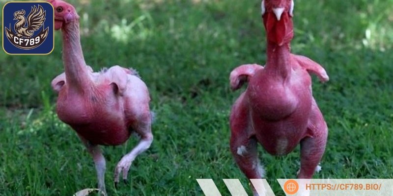 Gà bị rung chân là hiện tượng phổ biến ở gà chọi do vận động cường độ cao