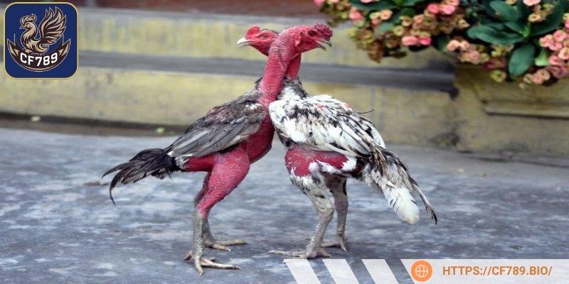 Nguyên nhân hàng đầu dẫn đến gà bị rung chân là thiếu chất dinh dưỡng