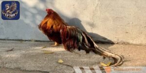 Bắt đầu chọn con giống là vô cùng quan trọng 