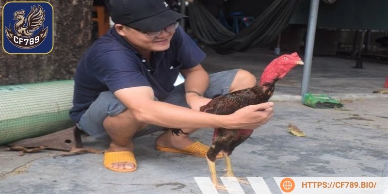 Chọn giống tốt, nhanh nhẹn, chịu được sức ép cao