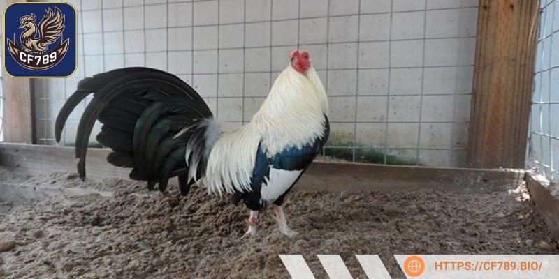 Kỹ thuật nuôi gà đá giúp phát triển khả năng chiến đấu