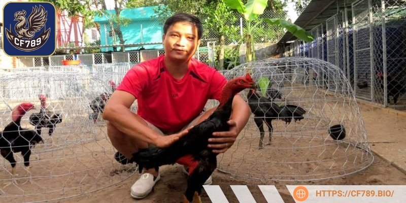 Tập luyện hợp lý để gà phát triển tốt không bị quá sức