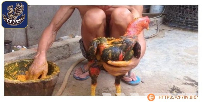 Giảm mỡ thừa cũng là công dụng đặc biệt của vào nghệ cho chiến kê