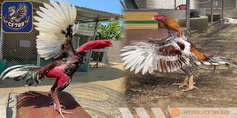 Tắm rửa sạch sẽ là bước cuối khi vào nghệ chiến kê người chơi cần biết 