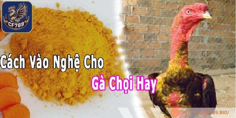 Vào nghệ gà đá - Bí mật tăng sức mạnh gà chiến của các kê sư