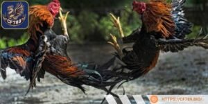 Một số trại giống đã bắt đầu kỹ thuật chọn lọc di truyền để bảo tồn loài này