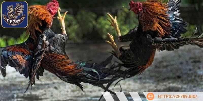 Một số trại giống đã bắt đầu kỹ thuật chọn lọc di truyền để bảo tồn loài này