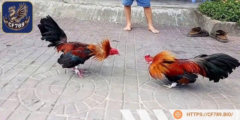 Để phát huy hết tiềm năng của chiến kê thì người nuôi cần lưu ý một số vấn đề