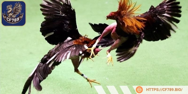 Mỗi loại thần kê dị tướng đều có những ưu điểm riêng biệt