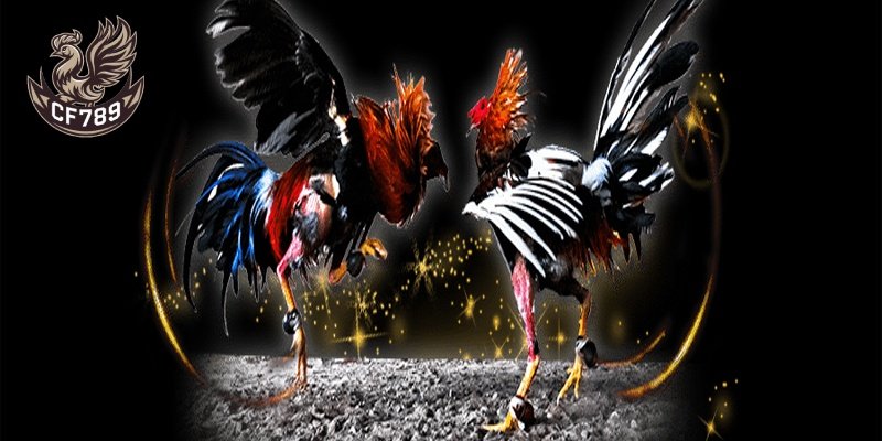 Đá gà - Siêu phẩm chủ lực của CF789